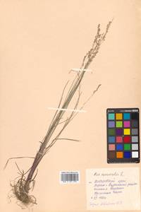 Poa nemoralis L., Siberia, Russian Far East (S6) (Russia)