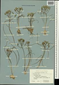 Ornithogalum orthophyllum subsp. kochii (Parl.) Zahar., Crimea (KRYM) (Russia)