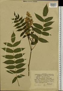 Sorbaria sorbifolia (L.) A. Braun, Siberia, Yakutia (S5) (Russia)
