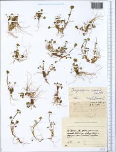 Chrysosplenium wrightii subsp. saxatile (Khokhr.) V.N. Voroshilov, Siberia, Yakutia (S5) (Russia)