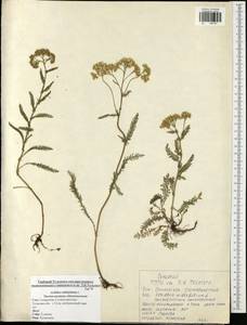 Achillea millefolium L., Eastern Europe, Central region (E4) (Russia)