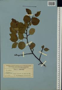 Malus sylvestris Mill., Eastern Europe, Moscow region (E4a) (Russia)