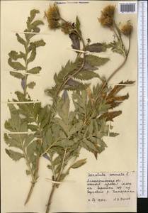 Serratula coronata L., Middle Asia, Northern & Central Tian Shan (M4) (Kazakhstan)