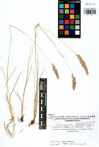 Calamagrostis macilenta (Griseb.) Litv., Siberia, Baikal & Transbaikal region (S4) (Russia)