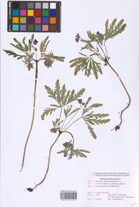 Geranium tuberosum L., Eastern Europe, Rostov Oblast (E12a) (Russia)