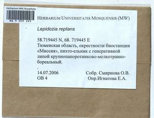 Lepidozia reptans (L.) Dumort., Bryophytes, Bryophytes - Western Siberia (including Altai) (B15) (Russia)
