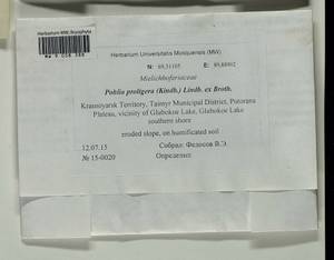 Pohlia proligera (Kindb. ex Breidl.) Lindb. ex Arnell, Bryophytes, Bryophytes - Krasnoyarsk Krai, Tyva & Khakassia (B17) (Russia)