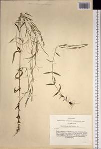 Epilobium palustre L., Siberia, Altai & Sayany Mountains (S2) (Russia)