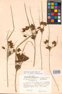 Bolboschoenus yagara (Ohwi) Y.C.Yang & M.Zhan, Eastern Europe, Moscow region (E4a) (Russia)