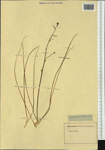 Asphodelus fistulosus L., Western Europe (EUR) (Not classified)