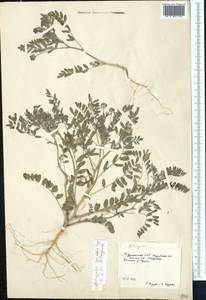 Astragalus filicaulis Kar. & Kir., Middle Asia, Karakum (M6) (Turkmenistan)