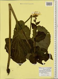 Doronicum macrophyllum Fisch., Caucasus, Krasnodar Krai & Adygea (K1a) (Russia)