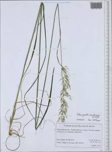Calamagrostis arundinacea (L.) Roth, Eastern Europe, Central forest region (E5) (Russia)