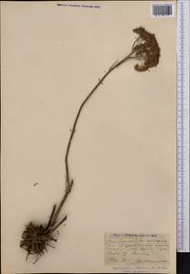 Hylotelephium telephium subsp. telephium, Middle Asia, Northern & Central Kazakhstan (M10) (Kazakhstan)