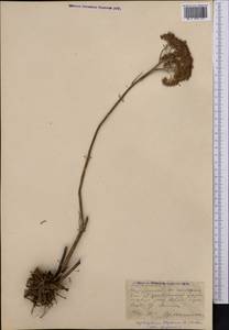 Hylotelephium telephium (L.) H. Ohba, Middle Asia, Northern & Central Kazakhstan (M10) (Kazakhstan)