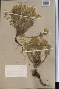 Dracocephalum subcapitatum (Kuntze) Lipsky, Middle Asia, Kopet Dag, Badkhyz, Small & Great Balkhan (M1) (Turkmenistan)