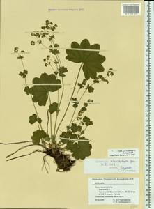 Alchemilla schistophylla Juz., Eastern Europe, Volga-Kama region (E7) (Russia)