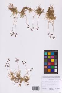 Poa annua L., Eastern Europe, Moscow region (E4a) (Russia)
