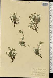 Alyssum lenense Adams, Mongolia (MONG) (Mongolia)