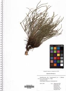 Ephedra distachya L., Eastern Europe, Eastern region (E10) (Russia)