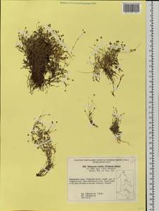 Sabulina rubella (Wahlenb.) Dillenb. & Kadereit, Siberia, Chukotka & Kamchatka (S7) (Russia)