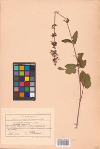MHA 0 156 104, Salvia dumetorum Andrz. ex Besser, Eastern Europe, Eastern region (E10) (Russia)