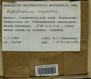 Lewinskya rupestris (Schleich. ex Schwägr.) F. Lara, Garilleti & Goffinet, Bryophytes, Bryophytes - North Caucasus & Ciscaucasia (B12) (Russia)