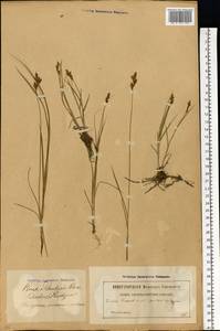 Carex praecox Schreb., Eastern Europe, Latvia (E2b) (Latvia)