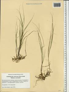 Calamagrostis canescens (Weber) Roth, Eastern Europe, North-Western region (E2) (Russia)