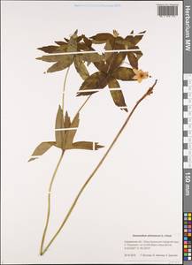 Anemonastrum dichotomum (L.) Mosyakin, Siberia, Russian Far East (S6) (Russia)