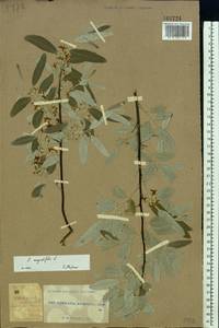 Elaeagnus angustifolia, Eastern Europe, South Ukrainian region (E12) (Ukraine)