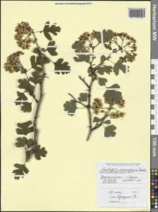 Crataegus monogyna Jacq., Caucasus, Black Sea Shore (from Novorossiysk to Adler) (K3) (Russia)