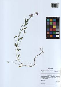 Viola tricolor L., Siberia, Altai & Sayany Mountains (S2) (Russia)