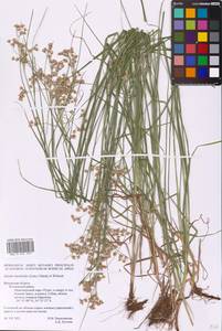 Luzula luzuloides (Lam.) Dandy & Wilmott, Eastern Europe, Central region (E4) (Russia)