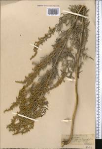 Artemisia absinthium L., Middle Asia, Northern & Central Tian Shan (M4) (Kazakhstan)