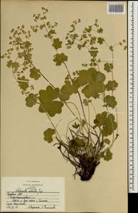 Alchemilla sarmatica Juz., Eastern Europe, Middle Volga region (E8) (Russia)