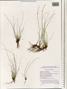 Cyperus laevigatus L., South Asia, South Asia (Asia outside ex-Soviet states and Mongolia) (ASIA) (Israel)