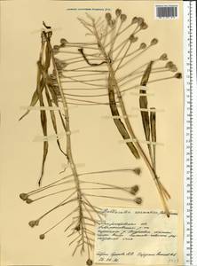 Bellevalia speciosa Woronow ex Grossh., Eastern Europe, South Ukrainian region (E12) (Ukraine)