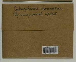 Codriophorus carinatus (Cardot) Bedn.-Ochyra & Ochyra, Bryophytes, Bryophytes - Russian Far East (excl. Chukotka & Kamchatka) (B20) (Russia)