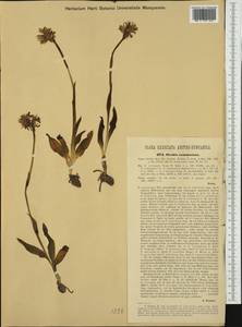 Neotinea tridentata (Scop.) R.M.Bateman, Pridgeon & M.W.Chase, Western Europe (EUR) (Italy)