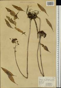 Hylotelephium telephium subsp. telephium, Eastern Europe, West Ukrainian region (E13) (Ukraine)