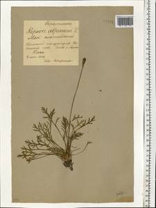 Oreomecon nudicaulis subsp. nudicaulis, Eastern Europe, Northern region (E1) (Russia)