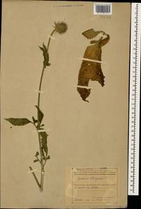 Dipsacus strigosus Willd., Caucasus, Azerbaijan (K6) (Azerbaijan)