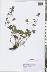 Geranium, Middle Asia, Northern & Central Tian Shan (M4) (Kyrgyzstan)