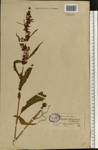 Rumex longifolius DC., Eastern Europe, North-Western region (E2) (Russia)