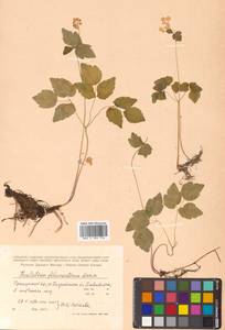 Thalictrum filamentosum Maxim., Siberia, Russian Far East (S6) (Russia)