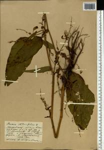 Rumex obtusifolius L., Eastern Europe, Moscow region (E4a) (Russia)