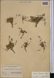 Astragalus adpressipilosus Gontsch., Middle Asia, Pamir & Pamiro-Alai (M2) (Tajikistan)