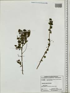 Spiraea media F. Schmidt, Siberia, Central Siberia (S3) (Russia)