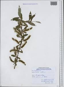 Salix alba L., Caucasus, North Ossetia, Ingushetia & Chechnya (K1c) (Russia)